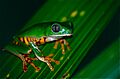 Tiger-striped Leaf Frog (Phyllomedusa tomopterna) (10381782405)