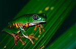 Tiger-striped Leaf Frog (Phyllomedusa tomopterna) (10381782405).jpg