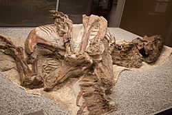 Archivo:Tyrannosaur fossil
