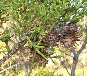 Archivo:Utah juniper cones 1