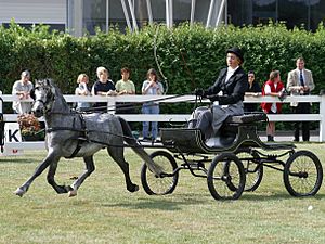 Archivo:Welsh-A-Buggy