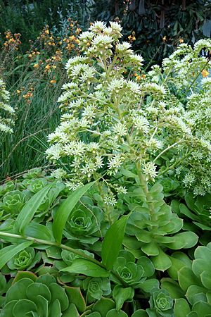 Archivo:Aeonium canariense - Longwood Gardens - DSC01214