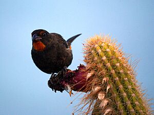 Archivo:Antillean Bullfinch (4797632059)