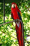 Ara macao -Chichicastenango, Guatemala-8a.jpg