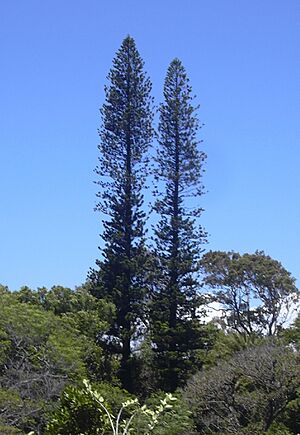 Archivo:Araucaria columnaris1