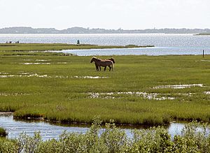 Archivo:Assateague fg02