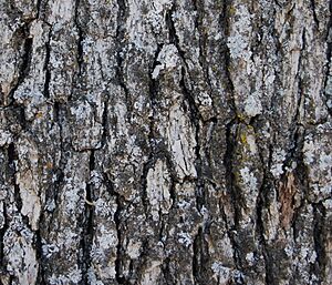 Archivo:Blue Oak bark