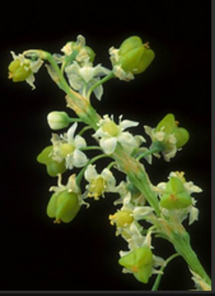 Brittons beargrass