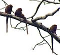 Brown Titi Monkeys