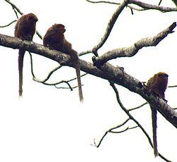 Brown Titi Monkeys.jpg