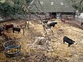 Crockshard Farm cattle in Goodnestone Road - geograph.org.uk - 667680