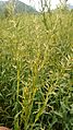 Cymbopogon martinii Image