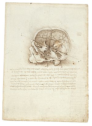 Archivo:Da Vinci's Anatomic Painting Of Scull