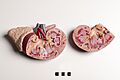 Didactic model of a mammal Kidney and adrenal gland