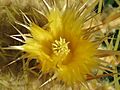 Echinocactus grusonii 34