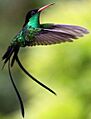 El colibrí Jamaicano