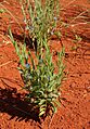 Evolvulus alsinoides habit ii