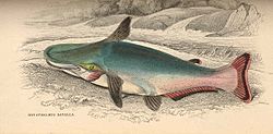 FMIB 38607 Hypothalmus davalla.jpeg