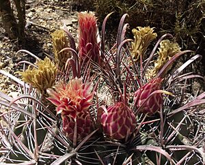 Archivo:Ferocactusgracilis1