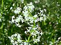 Galium mollugo0
