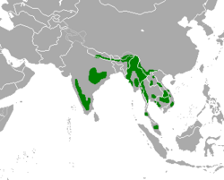 Distribución del gaur