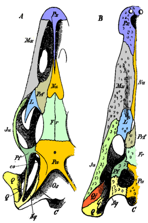 Archivo:Gegenbaur 1870 skull homology color