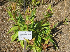 Archivo:Gentiana alba - Botanischer Garten der Universität Würzburg