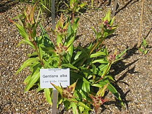 Archivo:Gentiana alba - Botanischer Garten der Universität Würzburg