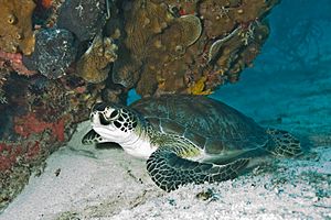 Archivo:Green Sea Turtle Biscayne
