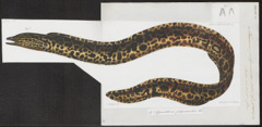 Gymnothorax polyuranodon - Iconographia Zoologica - Special Collections University of Amsterdam - 1864 - UBA01 IZ15300093.tif