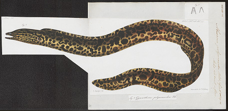 Gymnothorax polyuranodon - Iconographia Zoologica - Special Collections University of Amsterdam - 1864 - UBA01 IZ15300093
