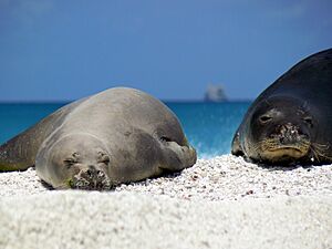 Archivo:Hawaiian monk seal at French Frigate Shoals 02