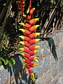 Heliconia rostrata1