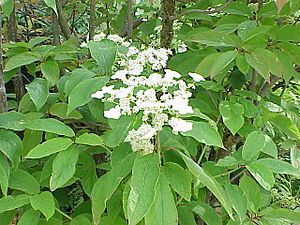 Archivo:Hydrangea arborescens discolor0