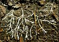 Hyphae