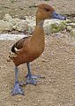 Indian Whistling Duck