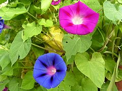Ipomoea purpurea