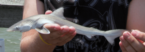 Archivo:Juvenille-dusky-shark-ocean-isle-beach-pier