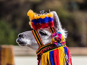 Archivo:Lama, Ipiales, Colombia, 2015-07-21, DD 04