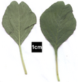 Leaves