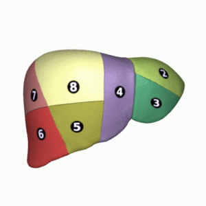 Archivo:Liver 04 Couinaud classification animation