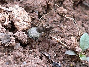 Archivo:Lycosidae 20050521 777 part