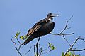 Magnificent frigatebird (Fregata magnificens rothschildi) female