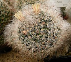 Archivo:Mammillaria bocasana 01 ies