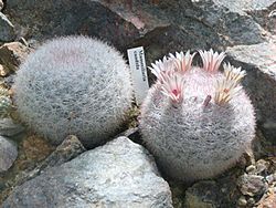 Mammillaria candida 449.JPG