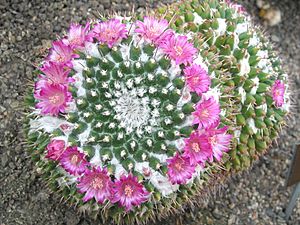 Archivo:Mammillaria compressa