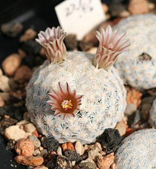 Mammillaria egregia SB30.jpg