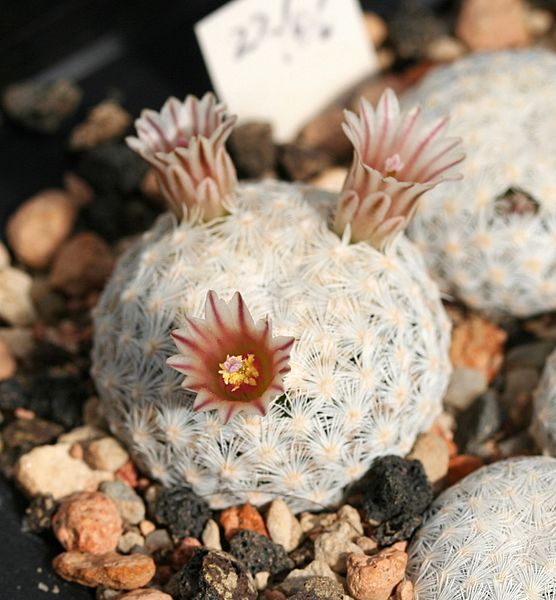 Mammillaria egregia SB30