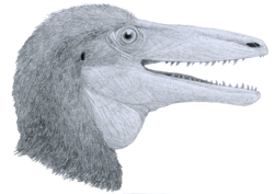 Archivo:Megaraptor bust