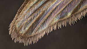Archivo:Mosquito wing detail